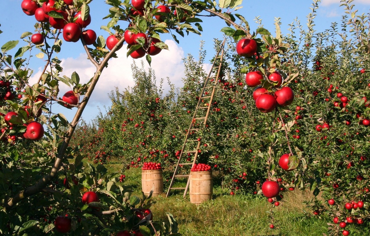 Apple Picking in Washington County